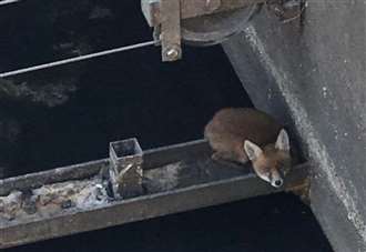 Fox trapped in sewage works after falling 30ft