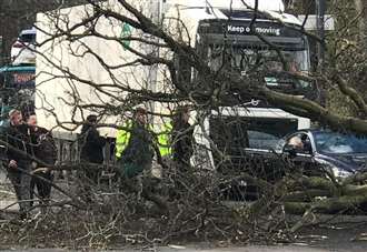 Fallen tree damages cars and blocks road
