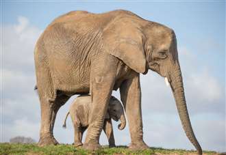 Animal park to celebrate World Elephant Day with keeper talks and feeds