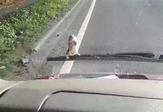 Watch moment mouse darts across windscreen wipers mid-motorway trip