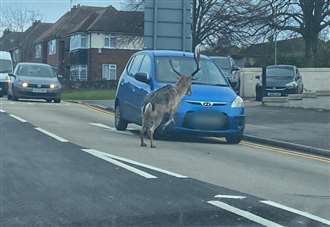 Shock as stag runs into traffic on busy road