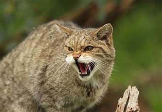 Rare wildcats to stalk the countryside