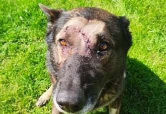 Police dog stabbed several times 'lucky to be alive'