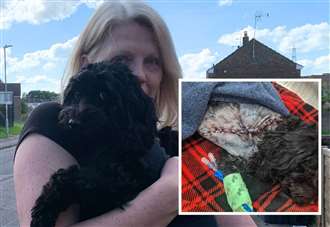 Police seize dog after cockapoo loses leg in savage attack