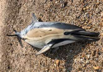 Dolphin found on beach