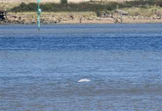 Experts keep watch on beluga