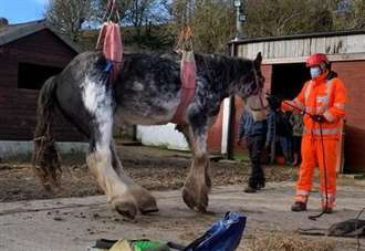 Firefighters rescue shire horse