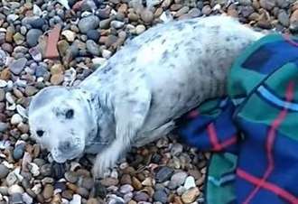Shivering seal pup rescued from beach