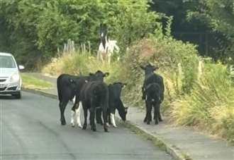 Cows escape field after fences cut