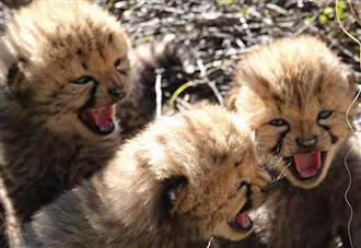 Cheetah raised in Kent becomes dad to wild cubs