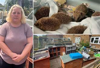 'I've got 100 poorly hedgehogs in my garden and I'm running out of space!'