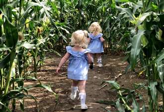 Giant maize mazes to reopen for summer season