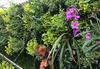 First glimpse of shopping centre's new 'living wall'
