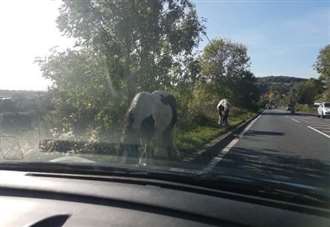 Horses loose on busy road