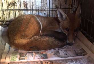 Drowning fox recovers after falling into water tank