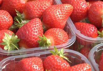 Strawberry growers warn of being squeezed out of business