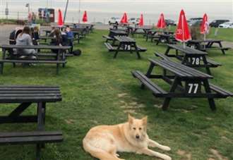 Love the beach, beer and big mutts? This is the spot for you?