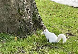 Rare albino squirrels spotted on school run