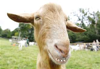 Prison defends using goats to help inmates