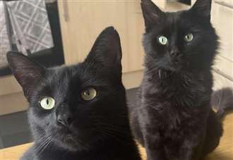 ‘Black cats don’t look good on Instagram and people think they’re unlucky’