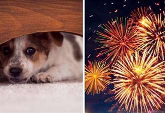 Fireworks display cancelled over animal safety concerns