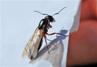 Flying ants could swamp England's Euro final