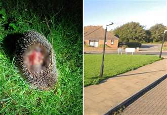 Hedgehog dies after being 'slashed' by strimmer