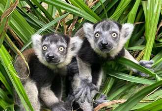 Baby lemurs born at Port Lympne