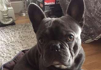 French bulldog has eyes removed after hit and run in Greenhithe