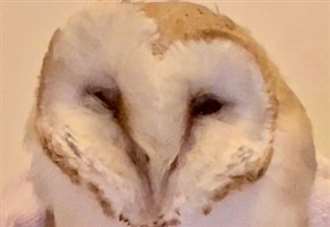 Life-saving surgery for barn owl hit by car