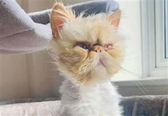 Popular 'grumpy cat' rushed to vets after falling ill