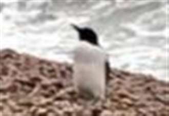 'Penguin' spotted in Folkestone