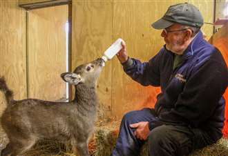 Rare fawn thrives after being hand raised by keepers