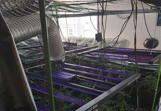 Cannabis factory found in high street home