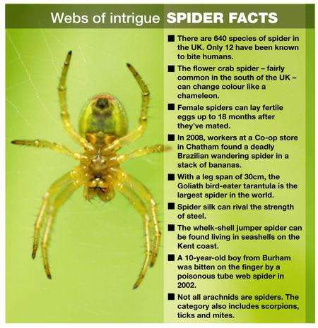 spider false widow kent venomous facts factfile found garden kentonline