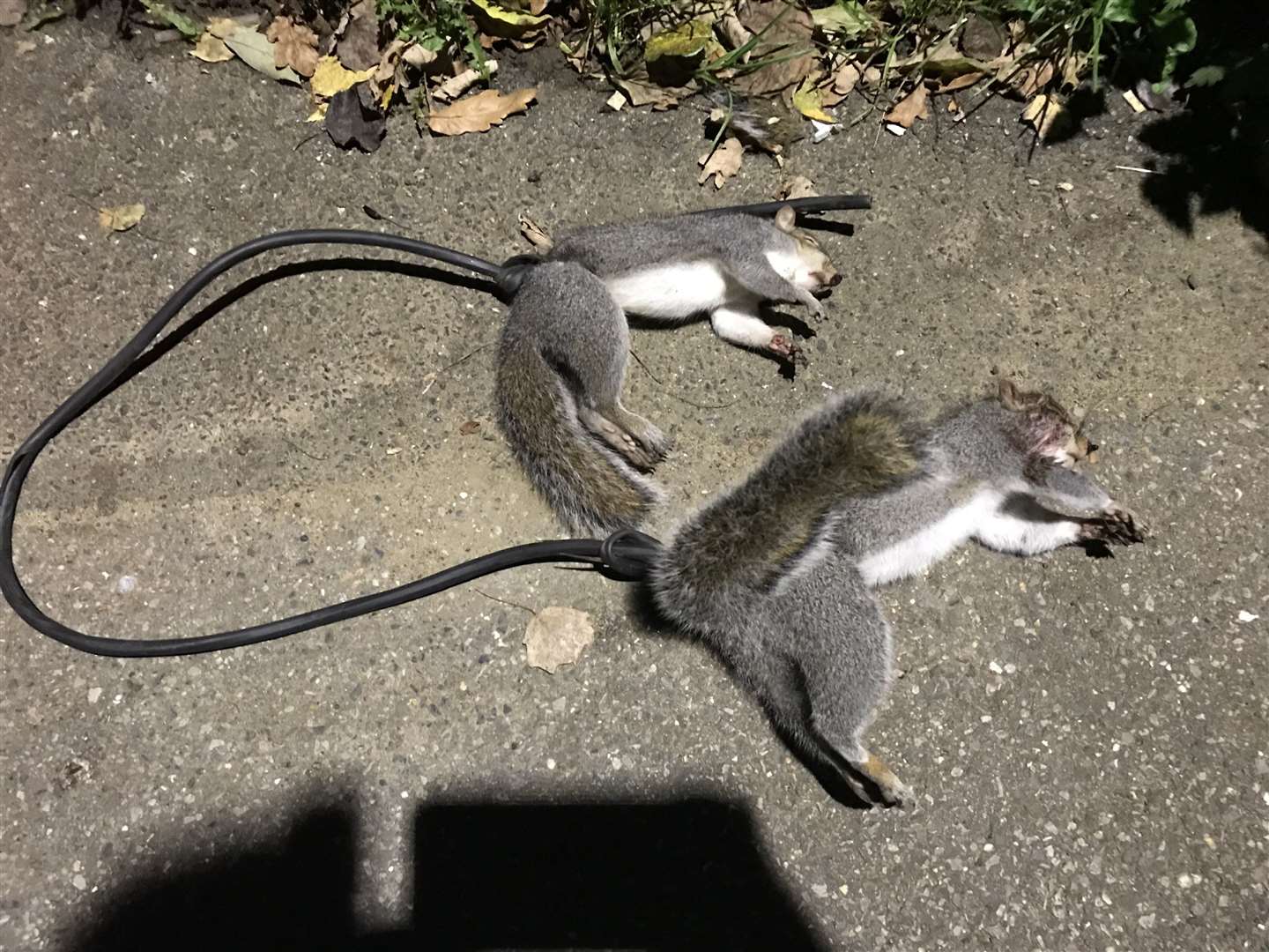 The two dead squirrels and the flex used to tie them up