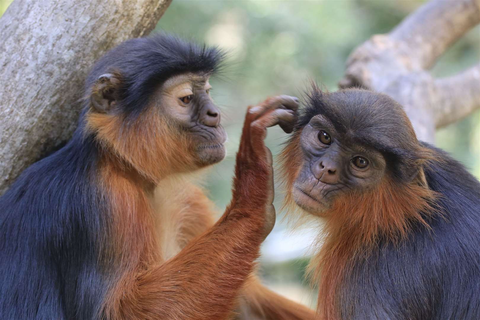 All species of red colobus monkey, including these Temminck’s red colobus are under threat (Mic Mayhew)