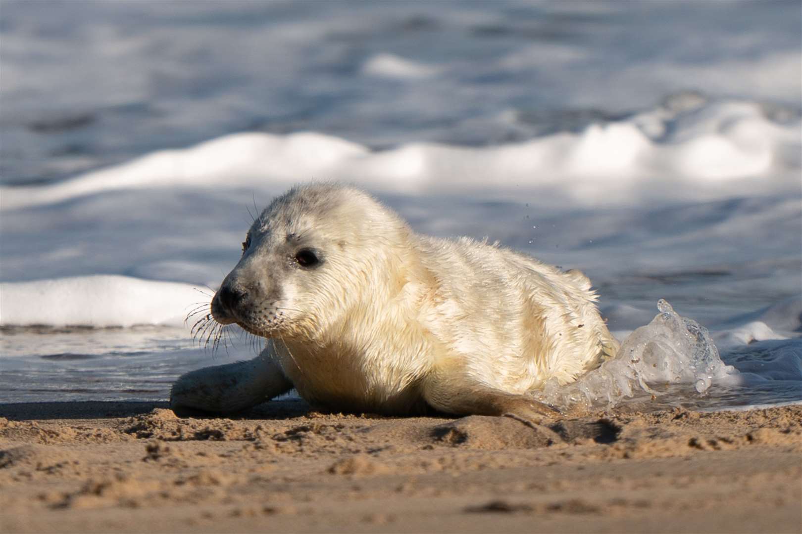 A newborn grey seal during pupping season at Horsey in Norfolk (Joe Giddens/PA)