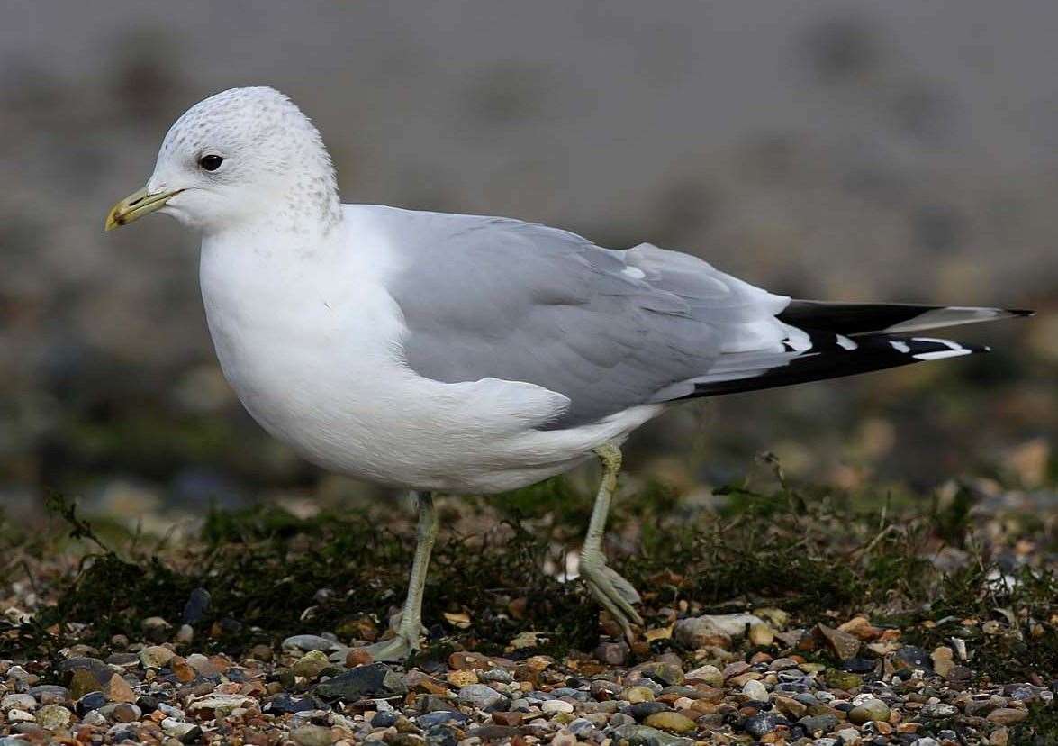 Common gulls live at Sandwich and Pegwell Bay. Picture: Margaret Holland