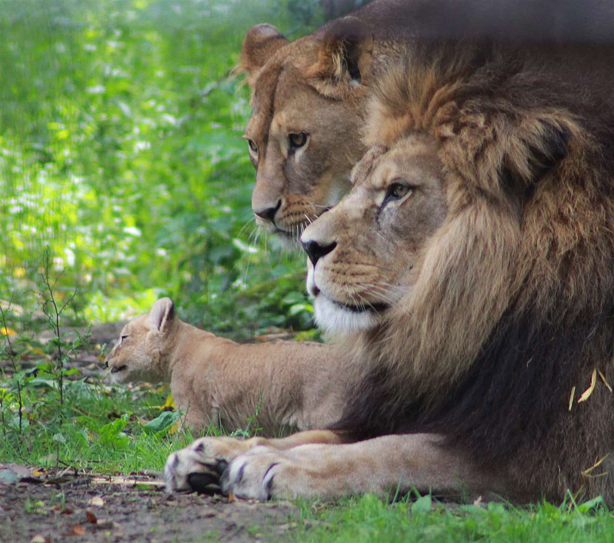 Lions at Port Lympne could soon be seeing visitors