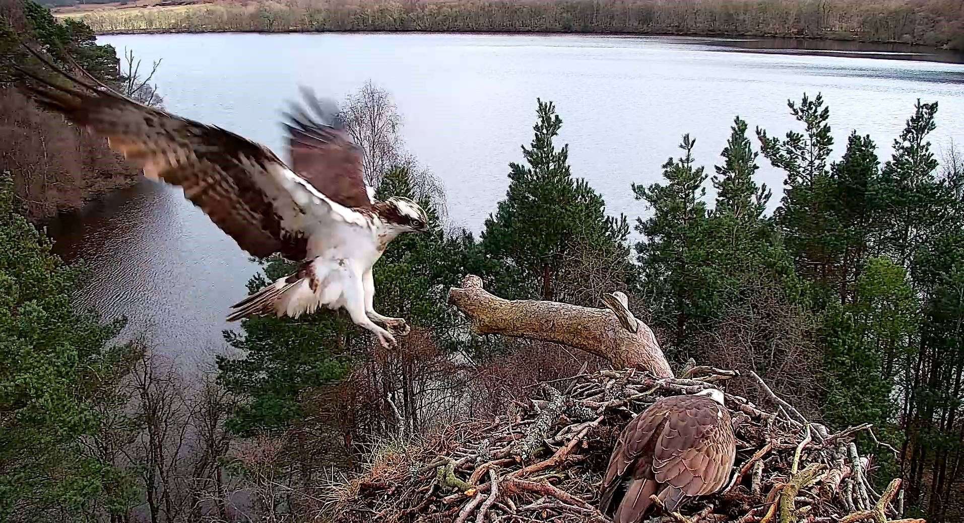 Osprey LM12 Arrives at Loch of Lowes Wildlife Reserve (Scottish Wildlife Trust)