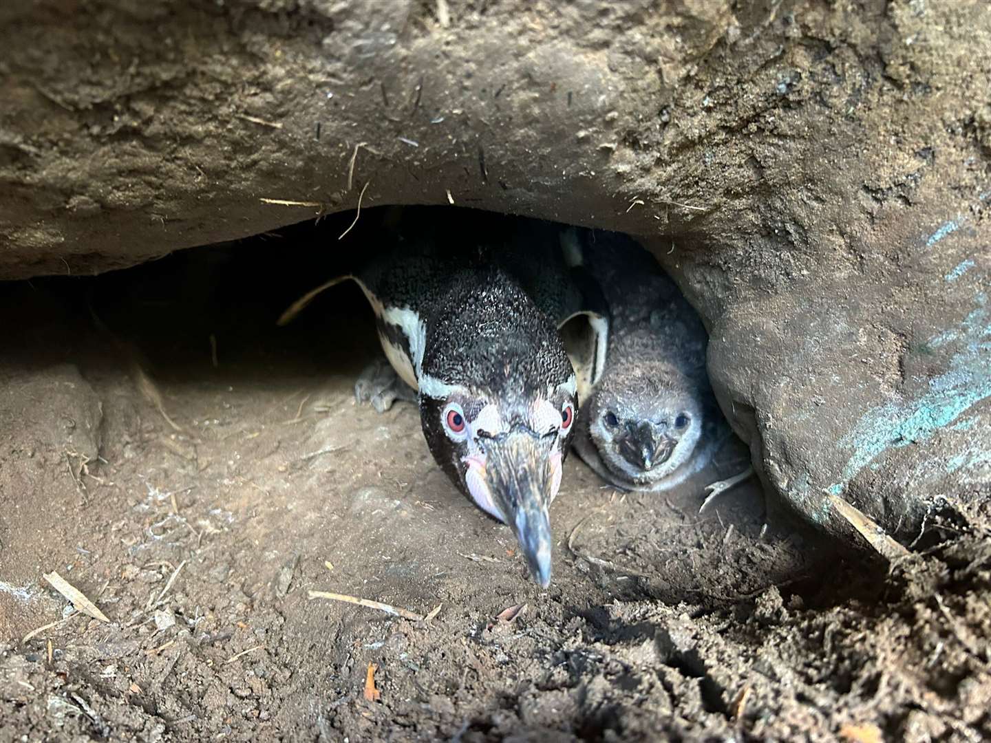 Woburn Safari Park is celebrating the birth of Wasabi and Sprout, two Humboldt penguin chicks (Woburn Safari Park/PA)