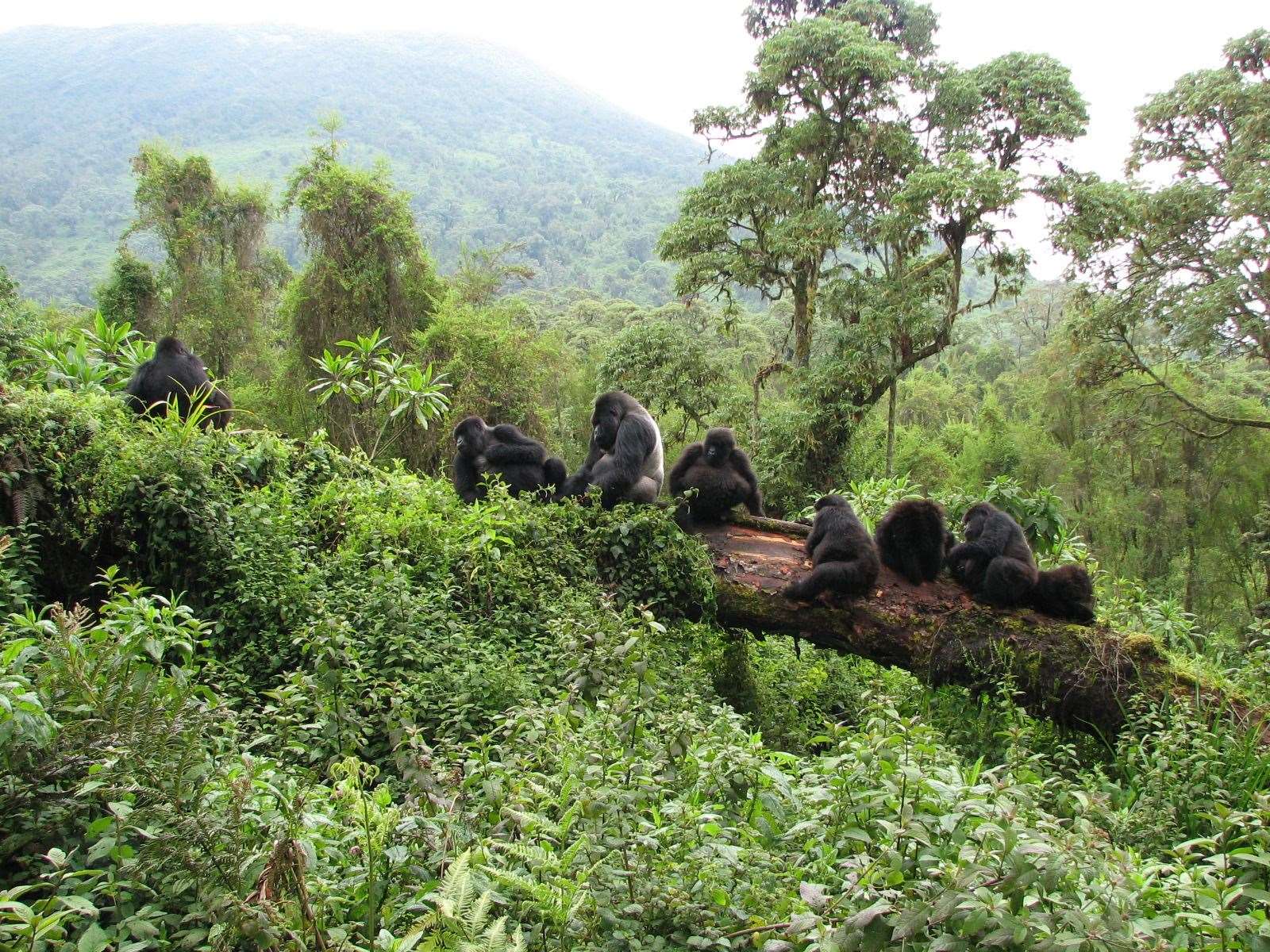 Mountain gorillas (Dian Fossey Gorilla Fund/PA)