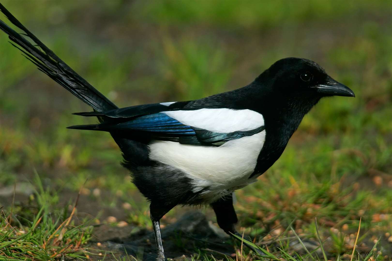 Lord Robathan also challenged the need for a licence to shoot members of the corvid bird family, such as magpies and crows (Alamy/PA)