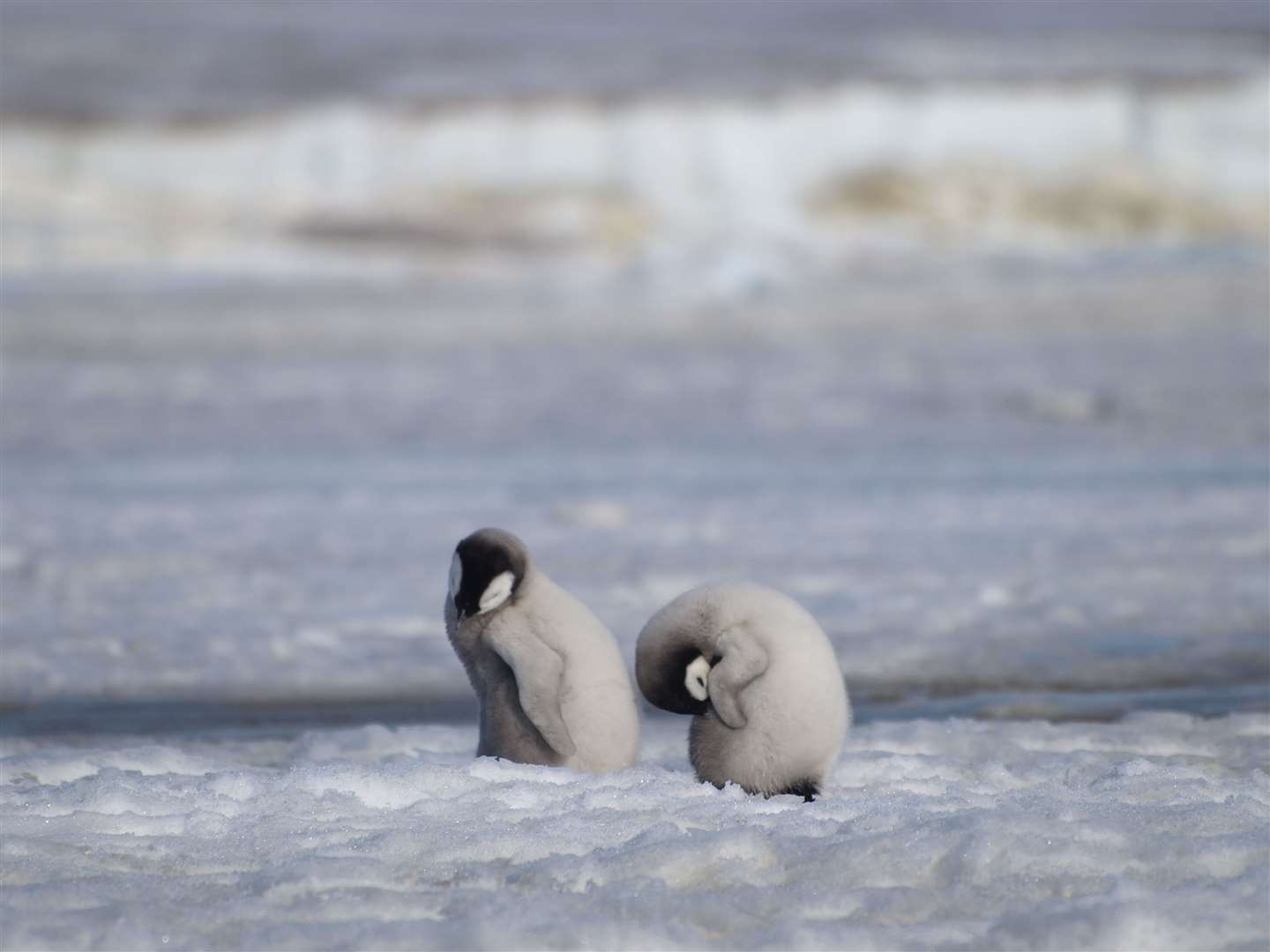 Emperor penguin chicks do not develop their waterproof feathers for months after they are born (Peter Fretwell/BAS/PA)