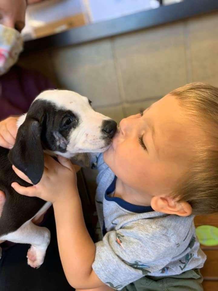 Bentley is ‘head over heels’ with his new puppy (Jackson County Animal Shelter)