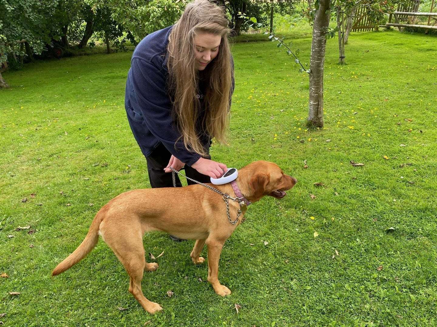 Mel checking a micro-chipped dog