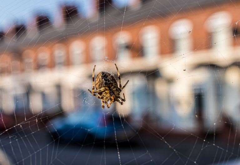 ways-to-stop-spiders-coming-indoors-during-mating-season-including