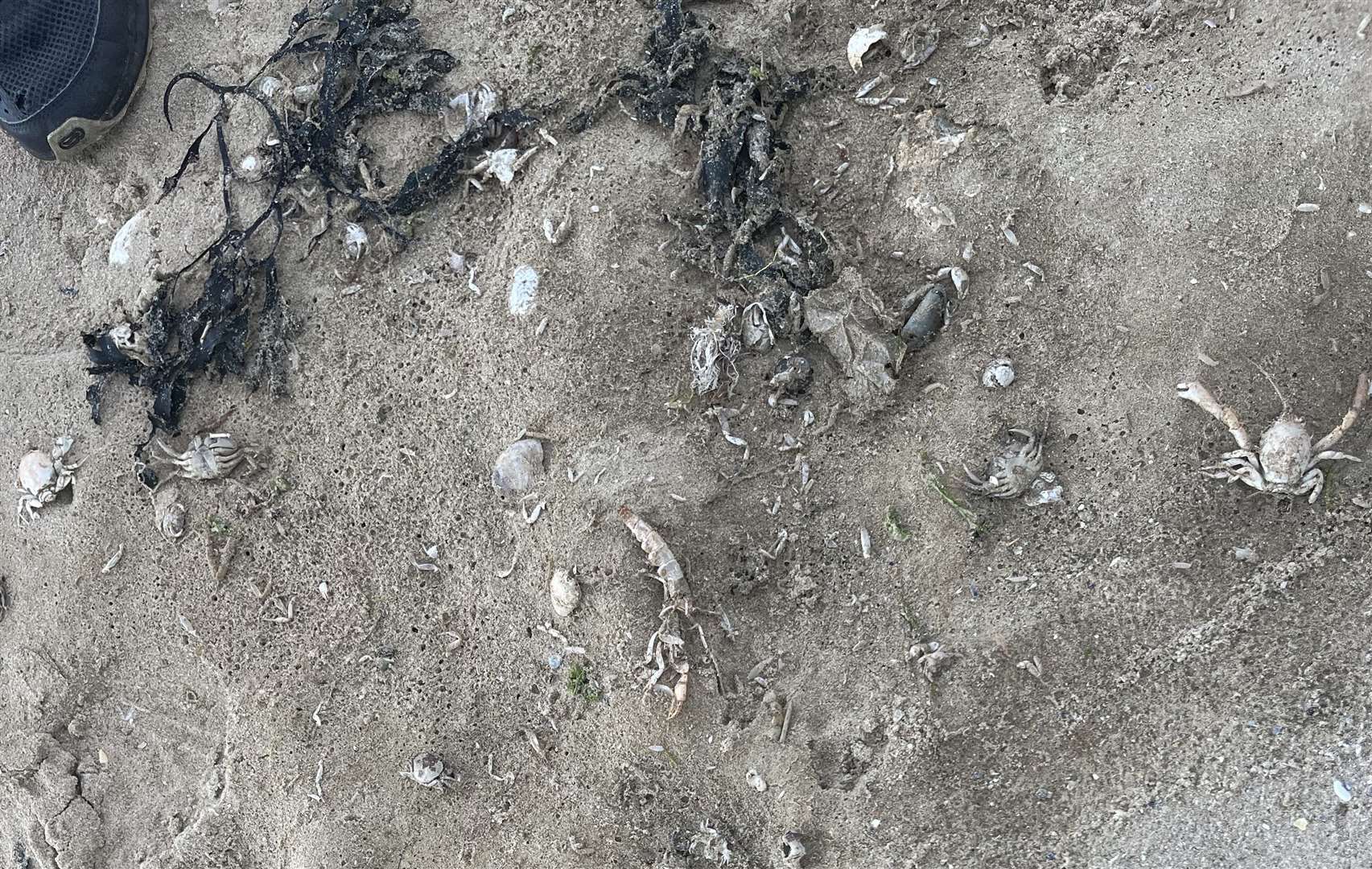 Dead sea life could be seen washed up on Minnis Bay and West Bay in Thanet