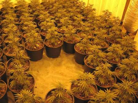 The vast array of cannabis plants found in the house. Pictures: KENT POLICE